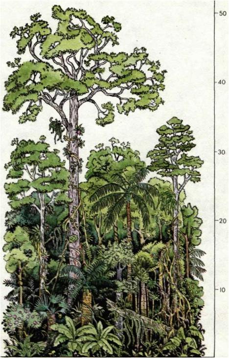 Многоярусный лес-джунгли